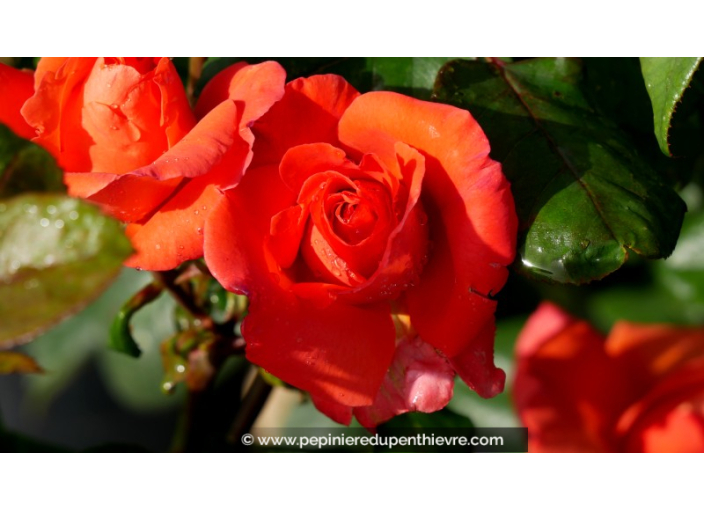 ROSIER 'Christophe Colomb'®