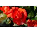 ROSIER 'Christophe Colomb'®