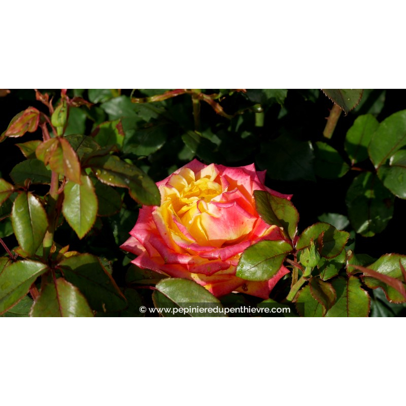 ROSIER 'Girandola'®