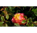 ROSIER 'Girandola'® ROSIER 'Girandola'®
