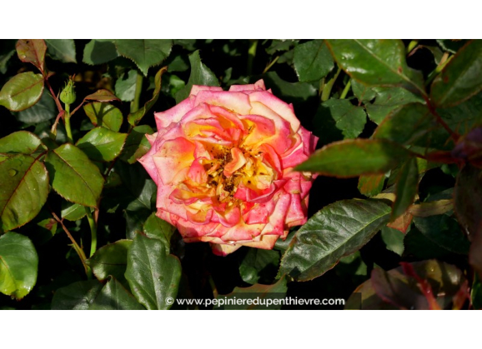 ROSIER 'Girandola'® ROSIER 'Girandola'®