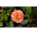 ROSIER 'Girandola'® ROSIER 'Girandola'®