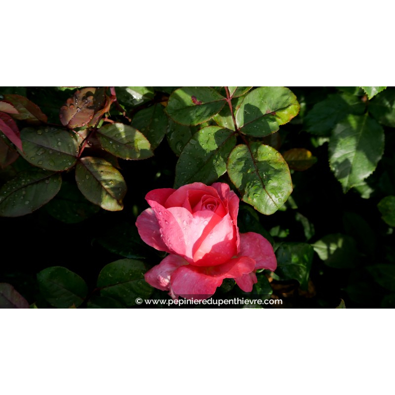 ROSIER 'Hot Pink'®