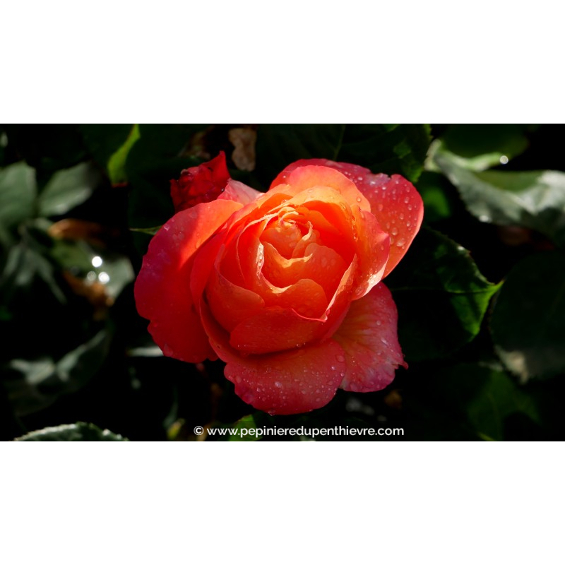 ROSIER 'Ibiza'®