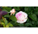 ROSIER 'Moonstar'®