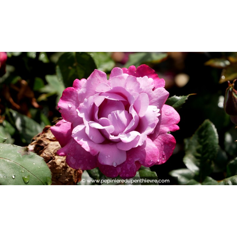 ROSIER 'Muriel Robin'®