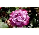 ROSIER 'Muriel Robin'®