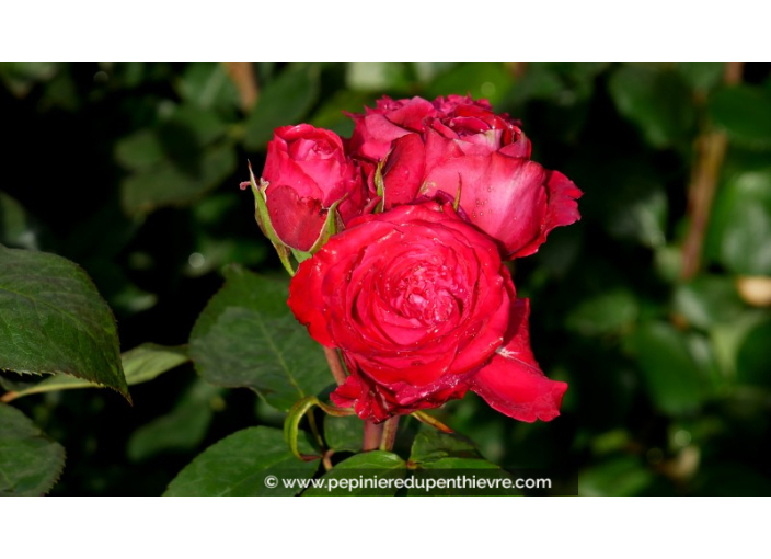 ROSIER 'Noémie de Rothschild'®