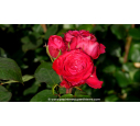 ROSIER 'Noémie de Rothschild'®