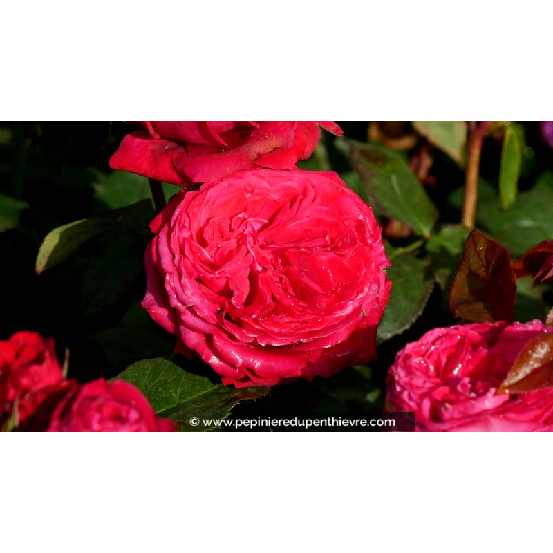 ROSIER 'Noémie de Rothschild'®