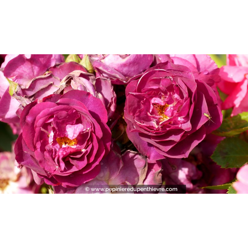 ROSIER 'Purple Breeze'®