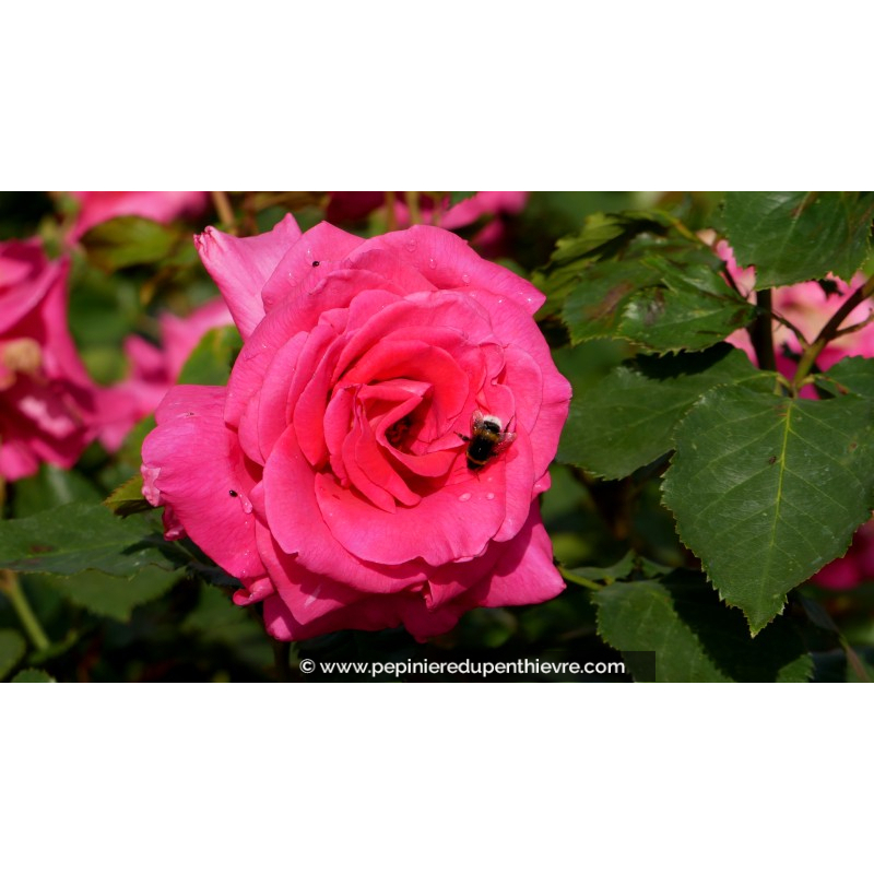 ROSIER 'Royal Rose'®