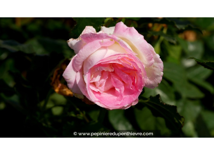ROSIER 'Sweet Delight'®