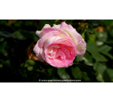 ROSIER 'Sweet Delight'®