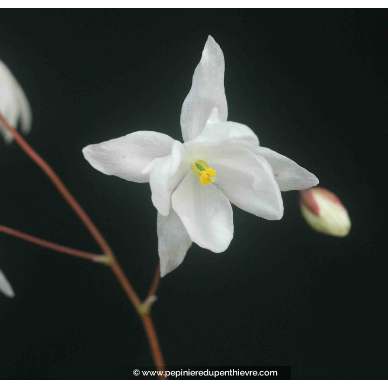 EPIMEDIUM x youngianum 'Niveum'