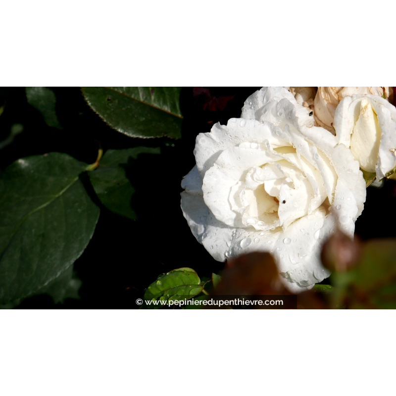 ROSIER 'Thérèse de Lisieux'®