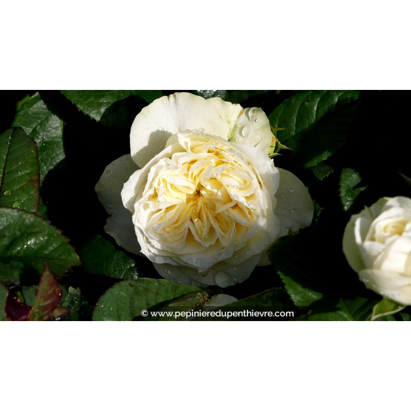 ROSIER 'Winter Lodge'®