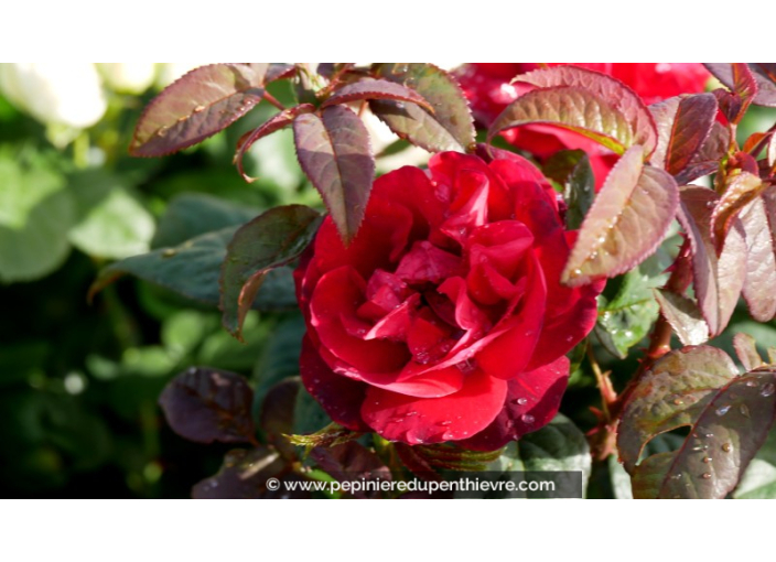 ROSIER 'You and Me'® ROSIER 'You and Me'®