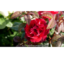 ROSIER 'You and Me'® ROSIER 'You and Me'®