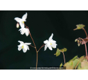 EPIMEDIUM x youngianum 'Niveum' EPIMEDIUM x youngianum 'Niveum'