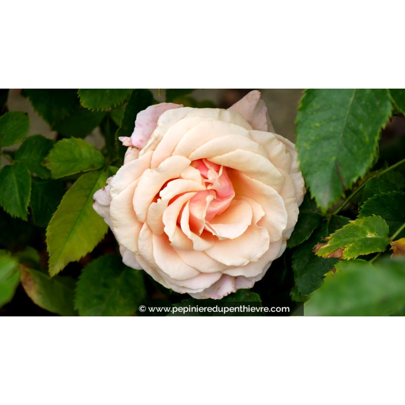ROSIER buisson grandes fleurs 'Paul Ricard'®