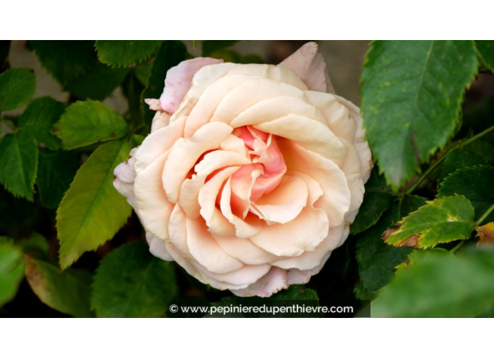 ROSIER buisson grandes fleurs 'Paul Ricard'®