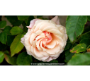ROSIER buisson grandes fleurs 'Paul Ricard'®