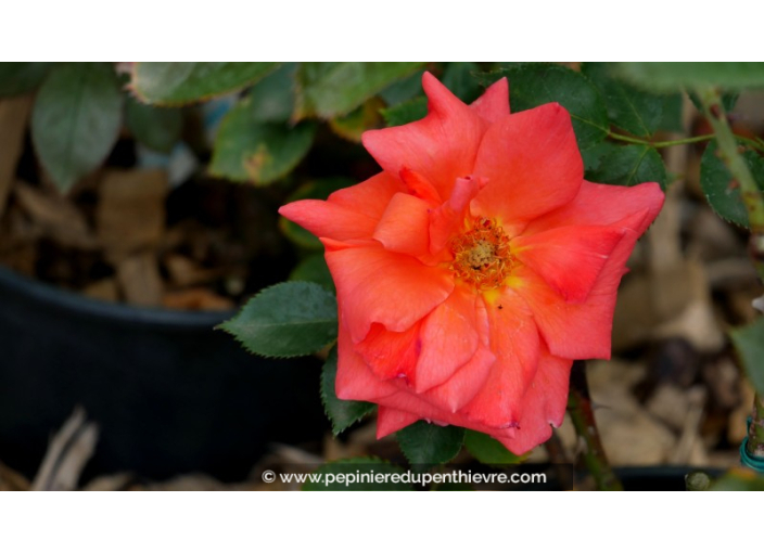 ROSIER Anne Vanderlove®