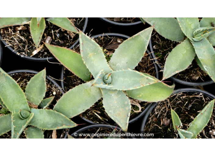 AGAVE parryi 'parryi' - Pot de 1 L AGAVE parryi 'parryi' - Pot de 1 L