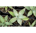 AGAVE parryi 'parryi' - Pot de 1 L AGAVE parryi 'parryi' - Pot de 1 L