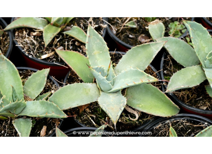 AGAVE parryi 'parryi' - Pot de 1 L AGAVE parryi 'parryi' - Pot de 1 L