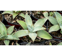 AGAVE parryi 'parryi' - Pot de 1 L AGAVE parryi 'parryi' - Pot de 1 L
