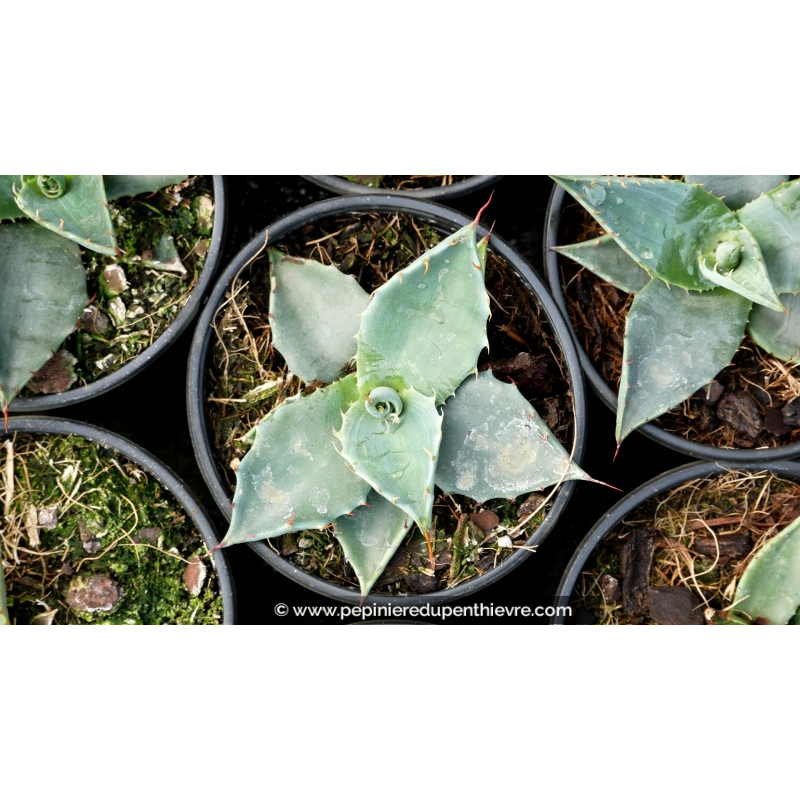 AGAVE applanata - Pot de 1 L