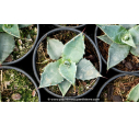 AGAVE applanata - Pot de 1 L