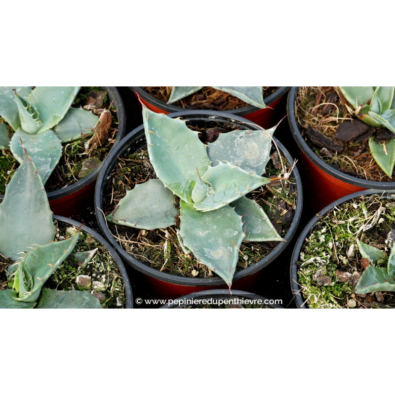 AGAVE applanata - Pot de 1 L