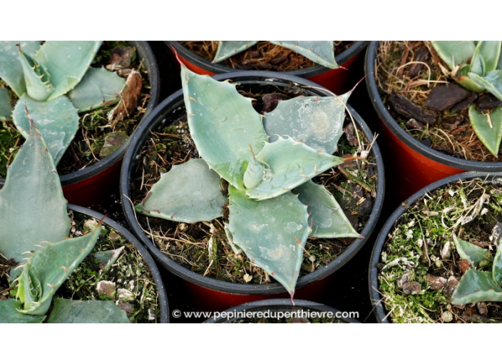 AGAVE applanata - Pot de 1 L