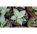 AGAVE applanata - Pot de 1 L
