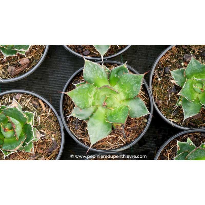 AGAVE horrida ssp. horrida - Pot de 1 L