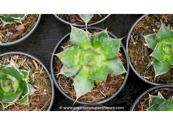 AGAVE horrida ssp. horrida - Pot de 1 L