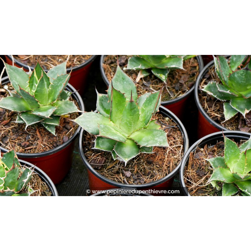 AGAVE horrida ssp. horrida - Pot de 1 L