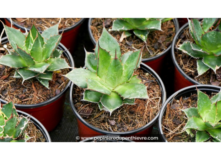 AGAVE horrida ssp. horrida - Pot de 1 L