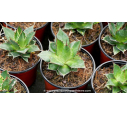 AGAVE horrida ssp. horrida - Pot de 1 L