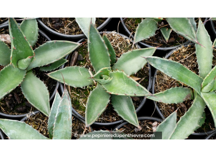 AGAVE salmiana ssp. salmiana - Pot de 1 L