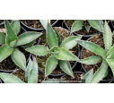 AGAVE salmiana ssp. salmiana - Pot de 1 L
