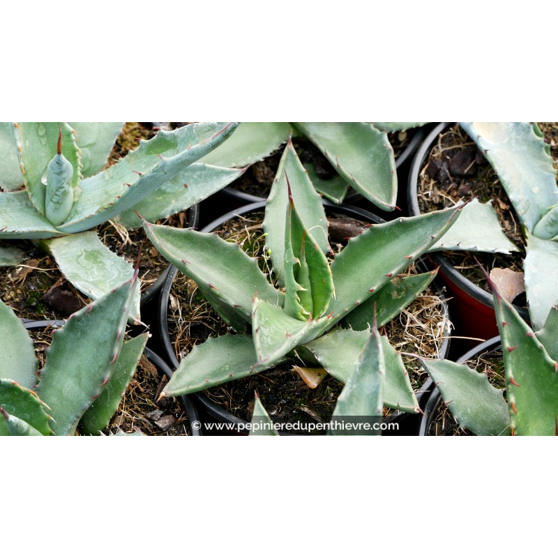 AGAVE salmiana ssp. salmiana - Pot de 1 L