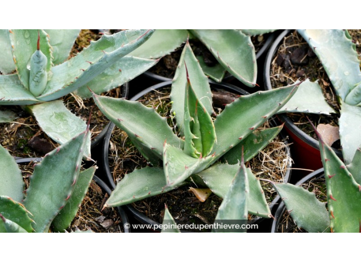 AGAVE salmiana ssp. salmiana - Pot de 1 L