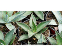 AGAVE salmiana ssp. salmiana - Pot de 1 L