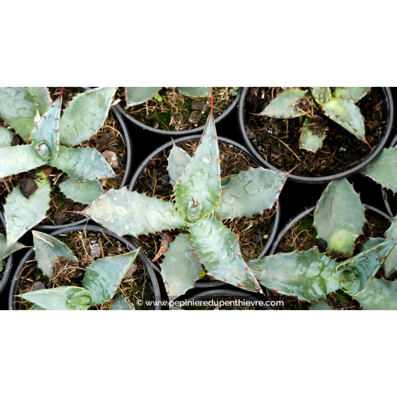 AGAVE palmeri - Pot de 1 L