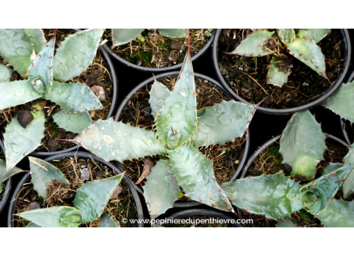 AGAVE palmeri - Pot de 1 L