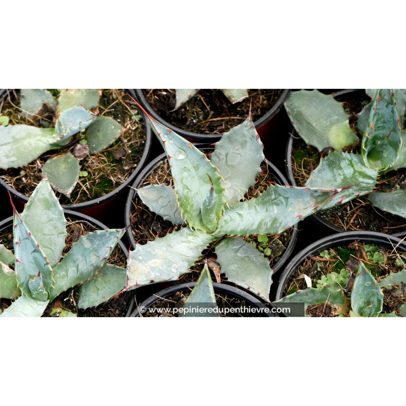 AGAVE palmeri - Pot de 1 L
